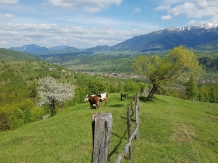 Valea Craiului - alloggio in  Rucar - Bran, Moeciu (14)